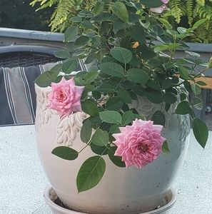 Meet your Posher, Judee